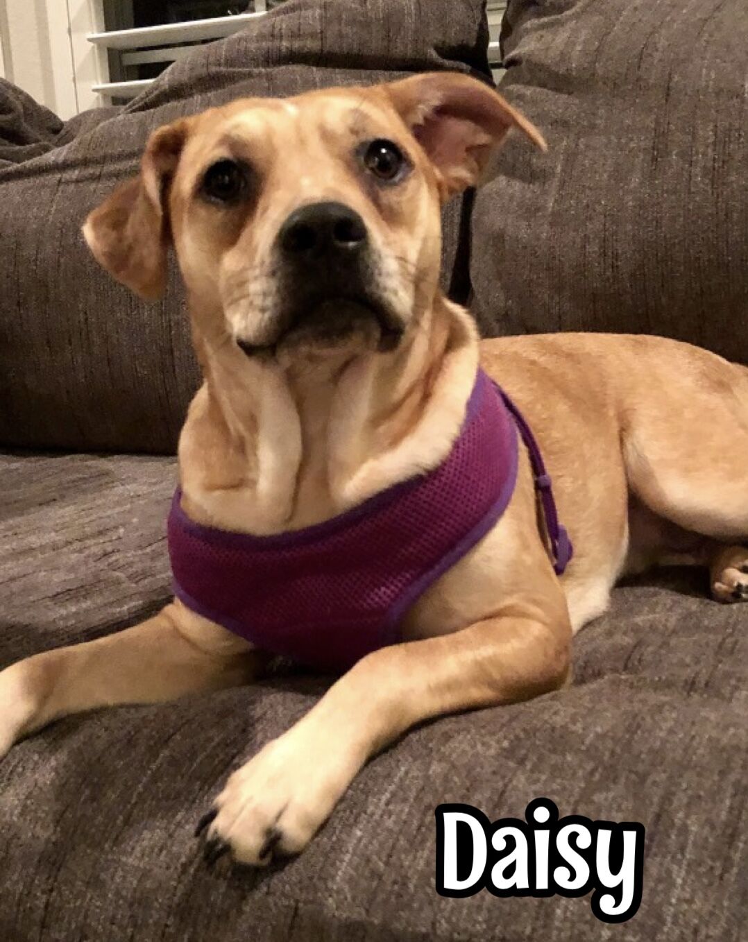 Daisy